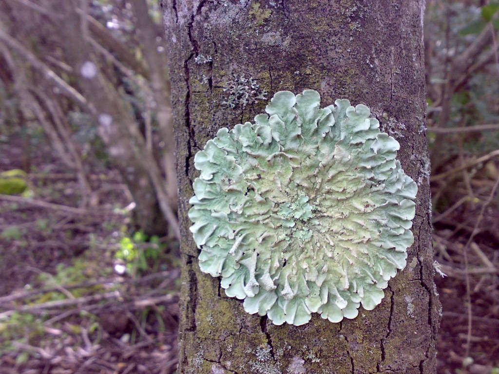 identificazione licheni